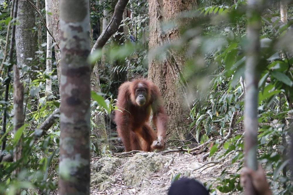 Gino'S Place - Guest House & Jungle Trekking 武吉拉旺 外观 照片